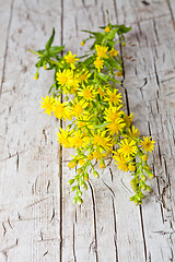 Image showing wild yellow flowers