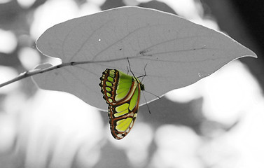 Image showing Malachite (Siproeta stelenes) butterfly perched on leaf.