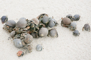 Image showing hermit crab on the beach