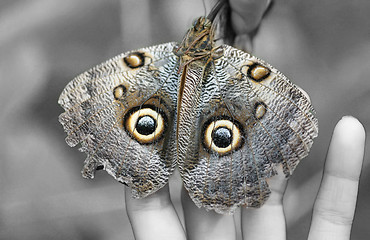 Image showing Macro shot of Owl butterfly (Caligo) 