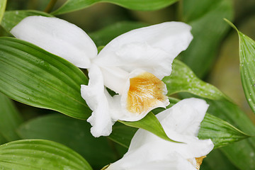 Image showing Macro shot of a Sobralia orchid. Sobralia is a genus of about 12