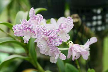 Image showing Beautiful orchid 