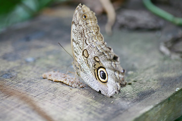 Image showing Owl butterfly Caligo ready to eat