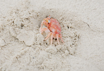 Image showing Ghost Crab in the sand