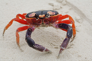 Image showing Macro shot of Halloween Crab in the sand