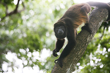 Image showing Spider monkey 