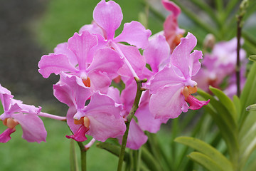 Image showing Vanda Teres pink orchids