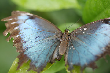 Image showing Macro shot of  blue morpho butterfly perched on a leaf.  Focus o