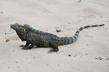 Image showing Black Iguana, Ctenosaura similis in the sand
