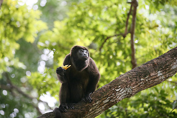 Image showing Ateles geoffroyi vellerosus Spider Monkey in Panama eating banan