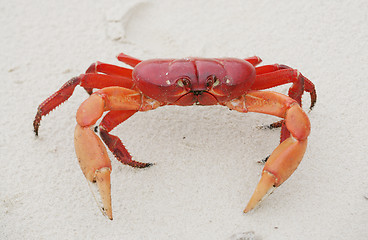 Image showing Red land crab, Cardisoma crassum, in the sand