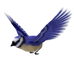 Image showing Florida Jay Bird