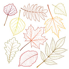 Image showing autumn leaves