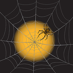 Image showing Spiderweb with Spider