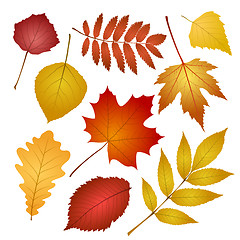 Image showing autumn leaves isolated on white background