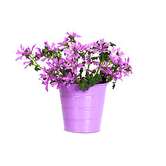 Image showing wild violet flowers in bucket