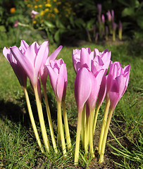 Image showing Colchicum autumnale