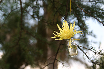 Image showing Yellow star flower