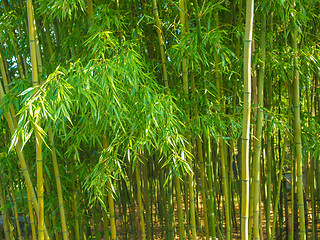 Image showing Bamboo plants