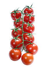 Image showing Vine Tomatoes Over White