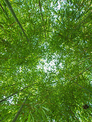 Image showing Bamboo plants