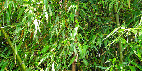 Image showing Bamboo - panorama