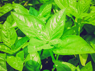 Image showing Retro look Basil picture