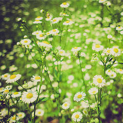 Image showing Retro look Daisy picture
