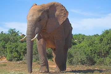 Image showing Bull Elephant