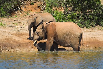 Image showing Elephants