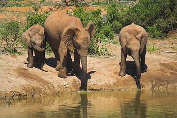 Image showing Elephant Family
