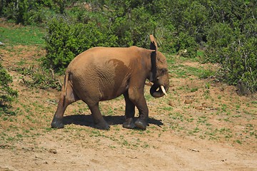 Image showing Elephant