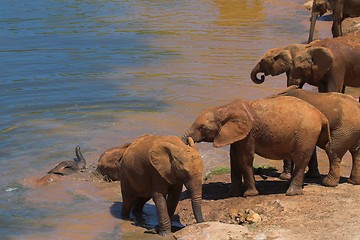 Image showing Elephant Family