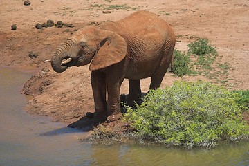 Image showing Elephant Drinking