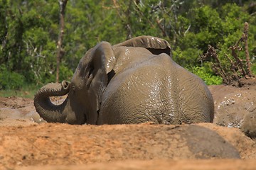 Image showing Muddy Elephant