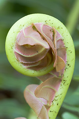 Image showing Fiddlehead of a giant fern