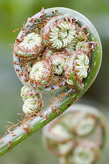 Image showing Fiddleheads in Brazil