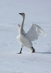 Image showing Whooper swan