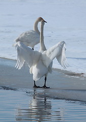 Image showing Whooper swan