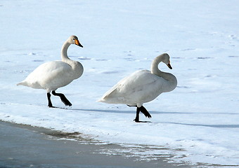 Image showing Whooper swan