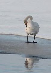 Image showing Whooper swan