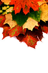 Image showing Maple Leaf 