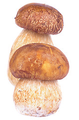 Image showing Porcini Mushroom