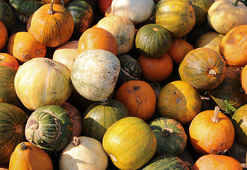 Image showing pumpkins