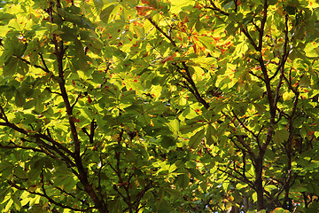 Image showing autumn leaves