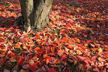 Image showing autumn leaves