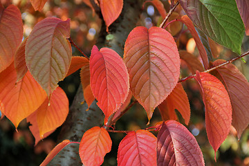 Image showing autumn leaves