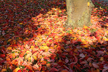 Image showing autumn leaves