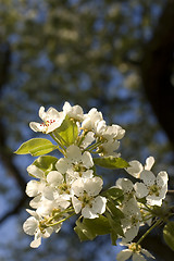 Image showing flower