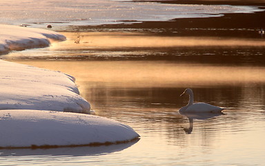 Image showing Whooper swan